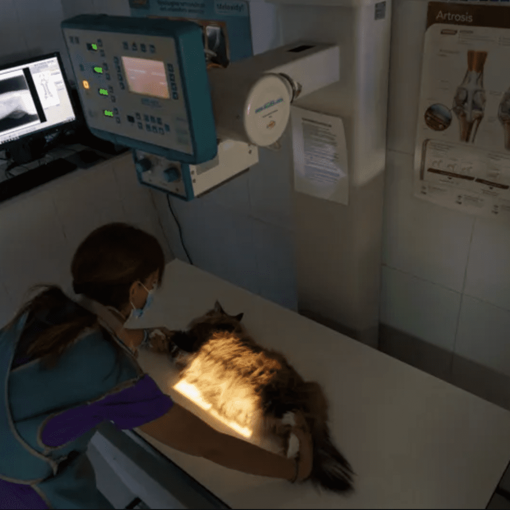 clinica veterinaria Rivas