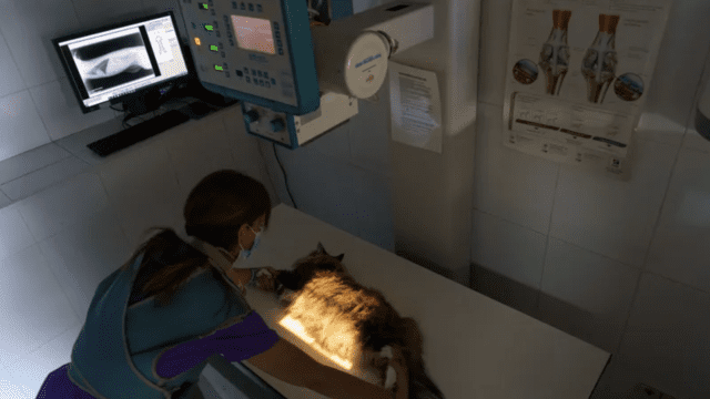 clinica veterinaria Rivas