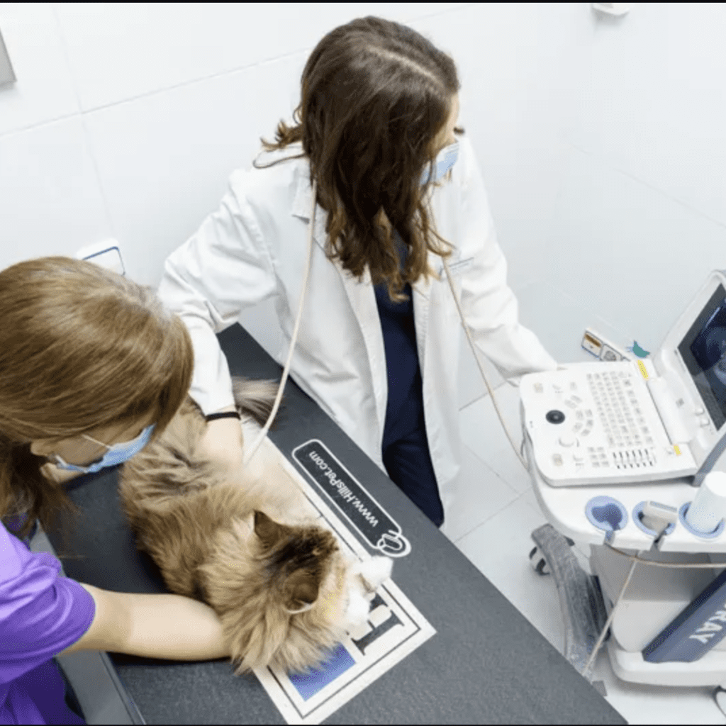 clinica veterinaria Rivas