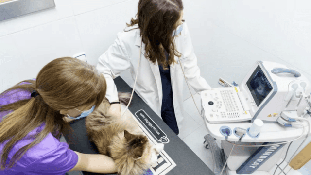 clinica veterinaria Rivas