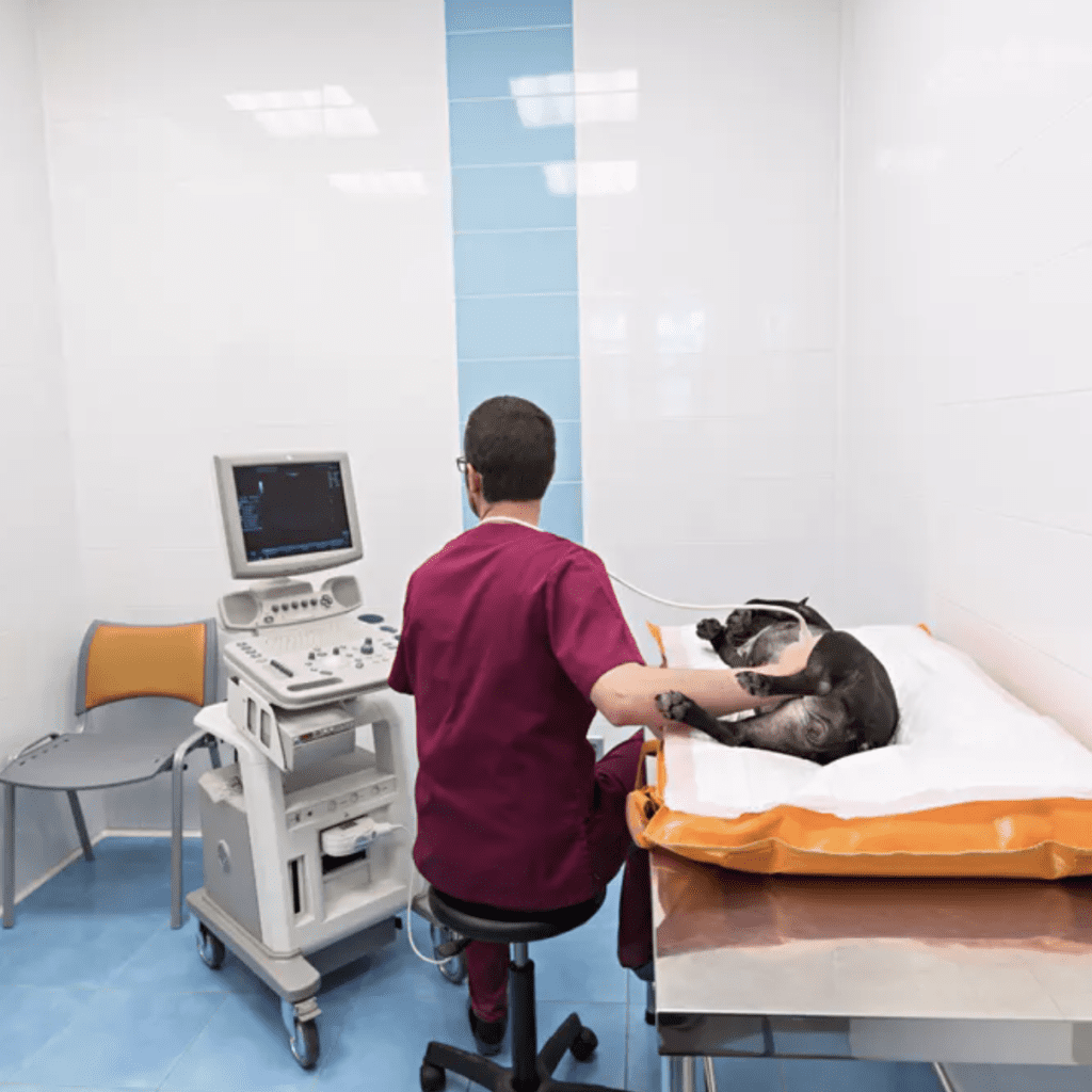 clinica veterinaria hospi-rivas