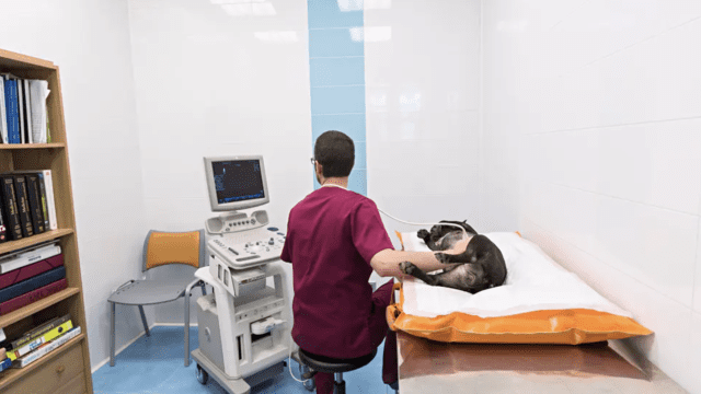 clinica veterinaria hospi-rivas