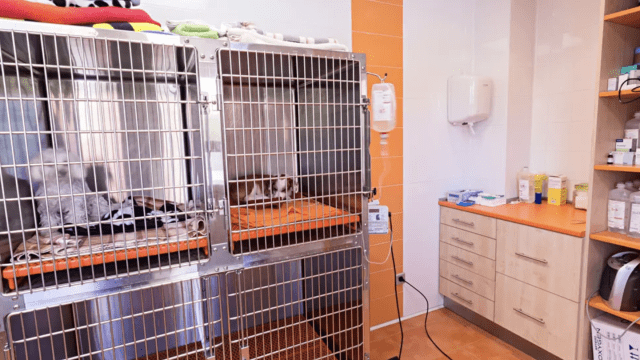 clinica veterinaria hospi-rivas