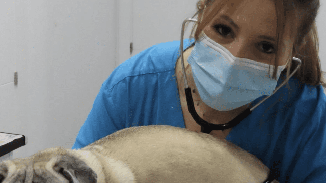 Clinica veterinaria Aldavet Rivas