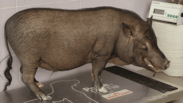 clinica veterinaria Zarpas
