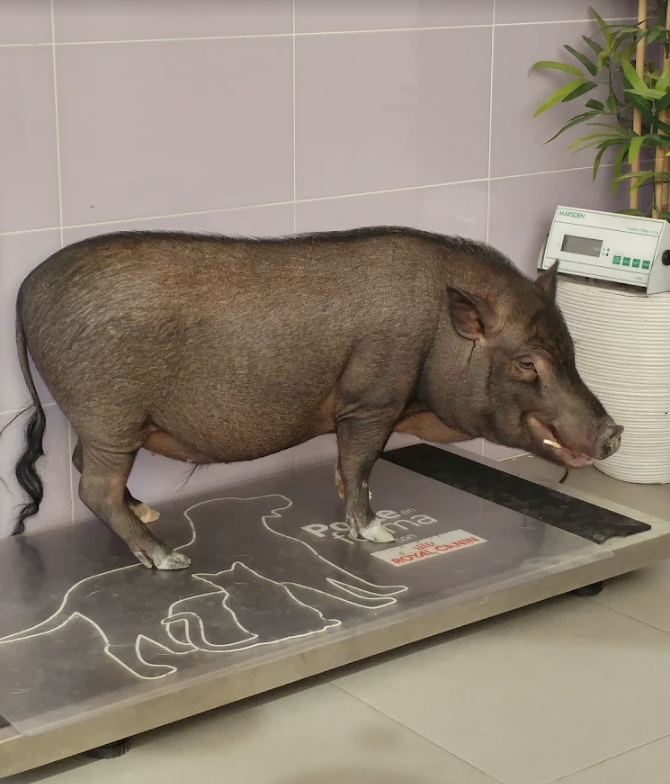 clinica veterinaria Zarpas