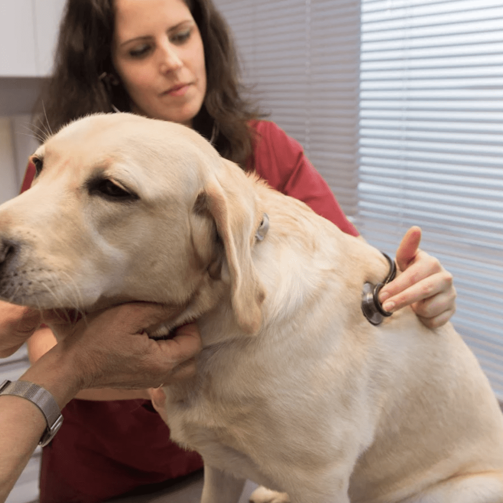 aldavet clinica veterinaria