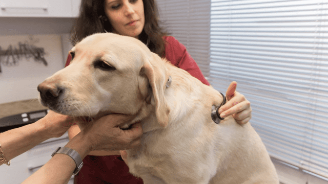 aldavet clinica veterinaria