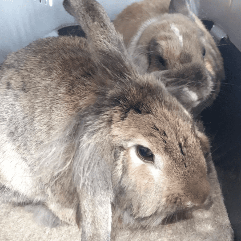 aldavet clinica veterinaria