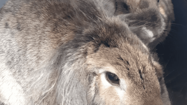 aldavet clinica veterinaria